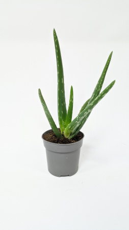 Алоэ Вера / Aloe Vera / диаметр горшка 10см, высота растения 25-30см