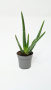 Алоэ Вера / Aloe Vera / диаметр горшка 10см, высота растения 25-30см