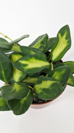 Хойя Буртони Вариегатная / Hoya Burtoniae Variegata / диаметр горшка 9см, высота 10-15см