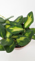 Хойя Буртони Вариегатная / Hoya Burtoniae Variegata / диаметр горшка 9см, высота 10-15см