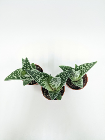 Алоэ Вариегата пестрое или тигровое / набор 3шт / Aloe Variegata / диаметр горшка 5см, высота растен