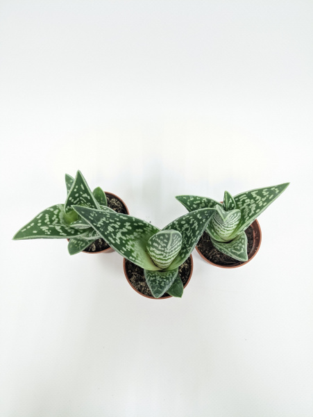 Алоэ Вариегата пестрое или тигровое / набор 3шт / Aloe Variegata / диаметр горшка 5см, высота растен