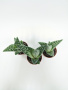 Алоэ Вариегата пестрое или тигровое / набор 3шт / Aloe Variegata / диаметр горшка 5см, высота растен