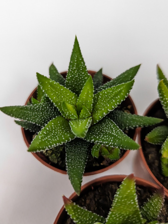 Хавортия Энон / набор 3шт / Haworthia Enon, диаметр горшка 5см, высота растения 6-8см