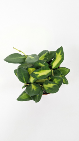 Хойя Буртони Вариегатная / Hoya Burtoniae Variegata / диаметр горшка 9см, высота 10-15см