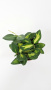 Хойя Буртони Вариегатная / Hoya Burtoniae Variegata / диаметр горшка 9см, высота 10-15см