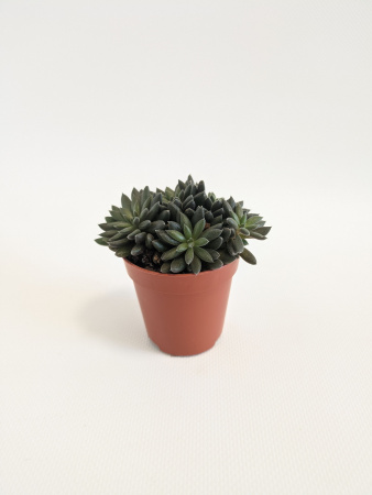 Синокрассула Юннаньская / Sinocrassula Yunnanensis / диаметр горшка 5см / высота 5-7см