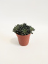 Синокрассула Юннаньская / Sinocrassula Yunnanensis / диаметр горшка 5см / высота 5-7см