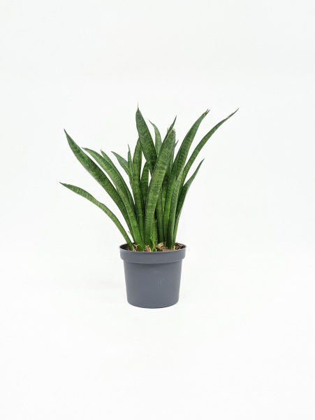 Сансевиерия Лиллипут / Sansevieria Lilliput / диаметр горшка 8см, высота 20-25см
