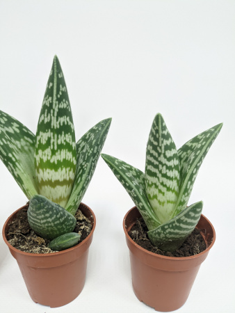 Алоэ Вариегата пестрое или тигровое / набор 3шт / Aloe Variegata / диаметр горшка 5см, высота растен