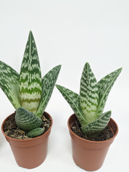 Алоэ Вариегата пестрое или тигровое / набор 3шт / Aloe Variegata / диаметр горшка 5см, высота растен