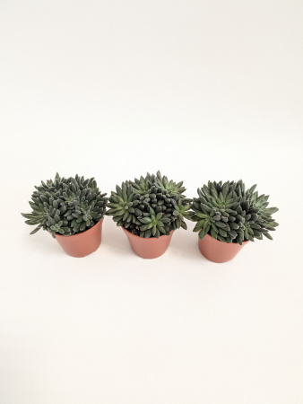 Синокрассула Юннаньская / набор 3шт / Sinocrassula Yunnanensis / диаметр горшка 5см / высота 5-7см