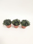 Синокрассула Юннаньская / набор 3шт / Sinocrassula Yunnanensis / диаметр горшка 5см / высота 5-7см