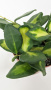 Хойя Буртони Вариегатная / Hoya Burtoniae Variegata / диаметр горшка 9см, высота 10-15см