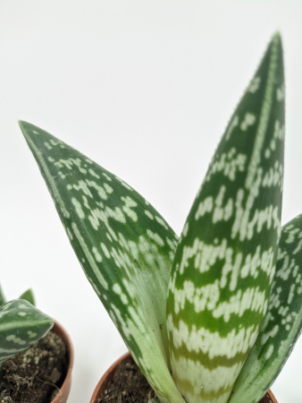 Алоэ Вариегата пестрое или тигровое / набор 3шт / Aloe Variegata / диаметр горшка 5см, высота растен