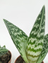 Алоэ Вариегата пестрое или тигровое / набор 3шт / Aloe Variegata / диаметр горшка 5см, высота растен