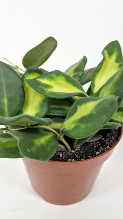 Хойя Буртони Вариегатная / Hoya Burtoniae Variegata / диаметр горшка 9см, высота 10-15см