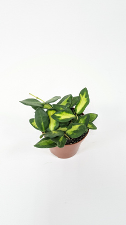 Хойя Буртони Вариегатная / Hoya Burtoniae Variegata / диаметр горшка 9см, высота 10-15см