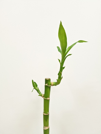 Драцена Лакки Бамбук (прямой) / высота 50-60 / 1шт