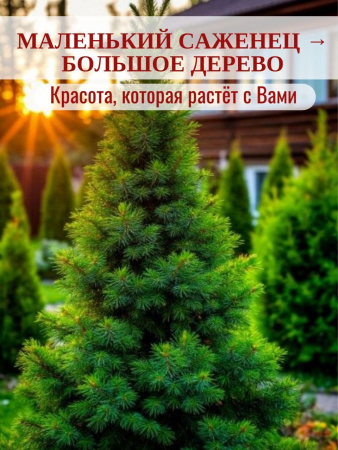 Ель Канадская Коника 25-35см в горшке d9см морозостойкая Возраст 2-3года