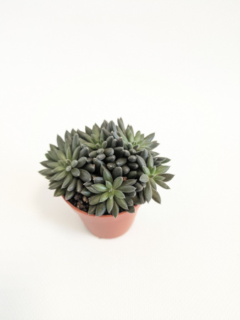 Синокрассула Юннаньская / Sinocrassula Yunnanensis / диаметр горшка 5см / высота 5-7см