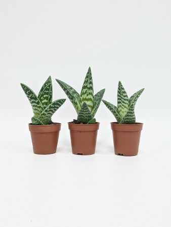 Алоэ Вариегата пестрое или тигровое / набор 3шт / Aloe Variegata / диаметр горшка 5см, высота растен
