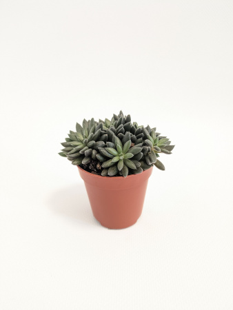 Синокрассула Юннаньская / Sinocrassula Yunnanensis / диаметр горшка 5см / высота 5-7см