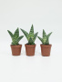Алоэ Вариегата пестрое или тигровое / набор 3шт / Aloe Variegata / диаметр горшка 5см, высота растен