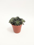 Синокрассула Юннаньская / Sinocrassula Yunnanensis / диаметр горшка 5см / высота 5-7см
