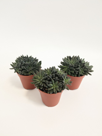 Синокрассула Юннаньская / набор 3шт / Sinocrassula Yunnanensis / диаметр горшка 5см / высота 5-7см