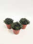 Синокрассула Юннаньская / набор 3шт / Sinocrassula Yunnanensis / диаметр горшка 5см / высота 5-7см