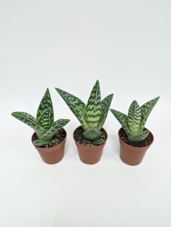 Алоэ Вариегата пестрое или тигровое / набор 3шт / Aloe Variegata / диаметр горшка 5см, высота растен