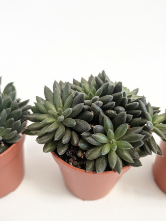 Синокрассула Юннаньская / набор 3шт / Sinocrassula Yunnanensis / диаметр горшка 5см / высота 5-7см
