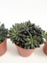 Синокрассула Юннаньская / набор 3шт / Sinocrassula Yunnanensis / диаметр горшка 5см / высота 5-7см