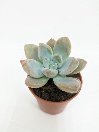 Граптоверия Рози Кроу 5/9