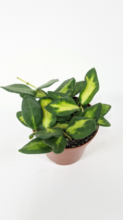 Хойя Буртони Вариегатная / Hoya Burtoniae Variegata / диаметр горшка 9см, высота 10-15см