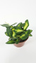 Хойя Буртони Вариегатная / Hoya Burtoniae Variegata / диаметр горшка 9см, высота 10-15см