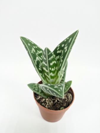 Алоэ Вариегата пестрое или тигровое / Aloe Variegata / диаметр горшка 5см, высота растения 10-12см