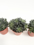 Синокрассула Юннаньская / набор 3шт / Sinocrassula Yunnanensis / диаметр горшка 5см / высота 5-7см