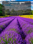 Лаванда Хидкот в горшке D10см морозостойкая