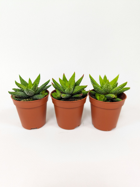 Хавортия Энон / набор 3шт / Haworthia Enon, диаметр горшка 5см, высота растения 6-8см