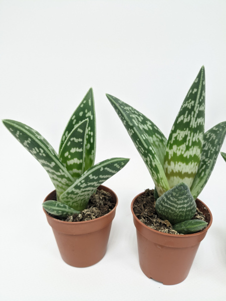 Алоэ Вариегата пестрое или тигровое / набор 3шт / Aloe Variegata / диаметр горшка 5см, высота растен