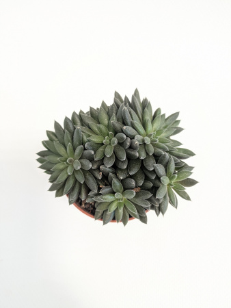 Синокрассула Юннаньская / Sinocrassula Yunnanensis / диаметр горшка 5см / высота 5-7см