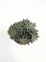 Синокрассула Юннаньская / Sinocrassula Yunnanensis / диаметр горшка 5см / высота 5-7см
