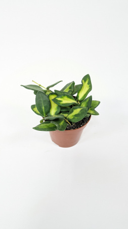 Хойя Буртони Вариегатная / Hoya Burtoniae Variegata / диаметр горшка 9см, высота 10-15см