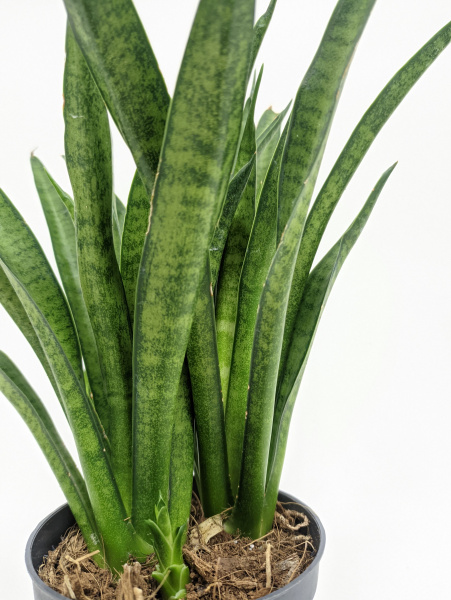Сансевиерия Лиллипут / Sansevieria Lilliput / диаметр горшка 8см, высота 20-25см