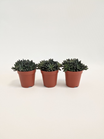 Синокрассула Юннаньская / набор 3шт / Sinocrassula Yunnanensis / диаметр горшка 5см / высота 5-7см