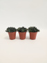 Синокрассула Юннаньская / набор 3шт / Sinocrassula Yunnanensis / диаметр горшка 5см / высота 5-7см
