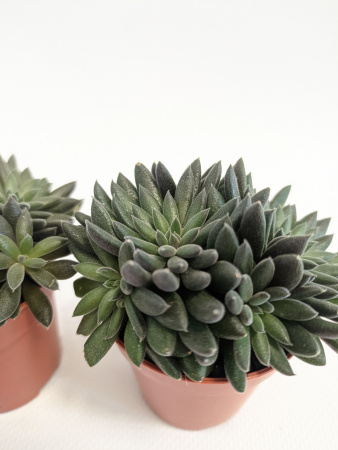 Синокрассула Юннаньская / набор 3шт / Sinocrassula Yunnanensis / диаметр горшка 5см / высота 5-7см