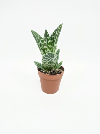 Алоэ Вариегата пестрое или тигровое / Aloe Variegata / диаметр горшка 5см, высота растения 10-12см